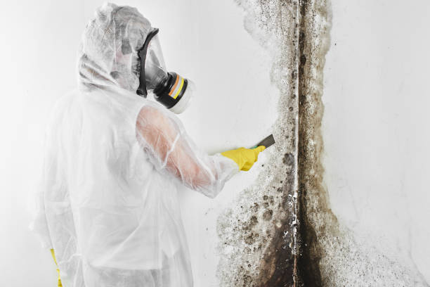 Best Emergency Mold Remediation in Jean Fitte, LA