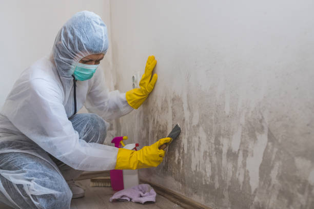 Best White Mold Remediation in Jean Fitte, LA