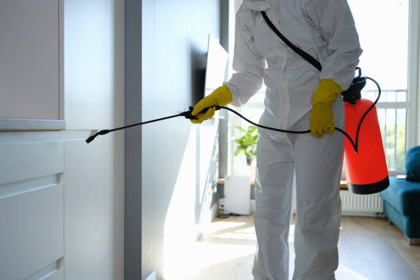 Reliable Jean Lafitte, LA Mold Remediation Solutions