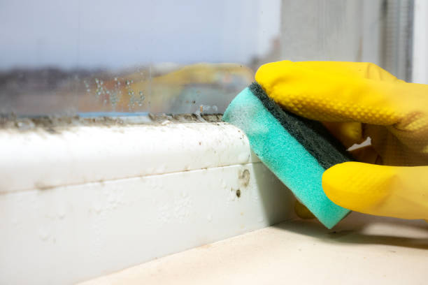 Best DIY Mold Remediation Support Services in Jean Fitte, LA